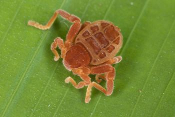 Media type: image;   Invertebrate Zoology 30915